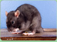 rat control Wandsworth